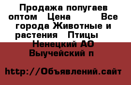 Продажа попугаев оптом › Цена ­ 500 - Все города Животные и растения » Птицы   . Ненецкий АО,Выучейский п.